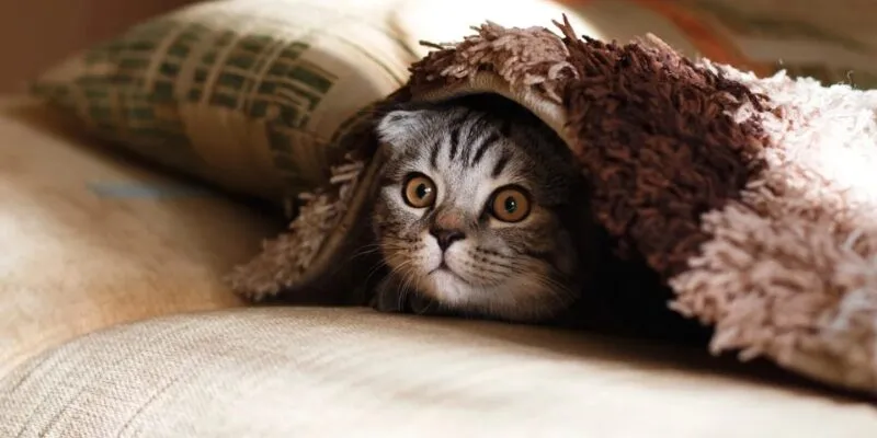 Giải mã giấc mơ về những chú mèo Giải mã giấc mơ về những chú mèo